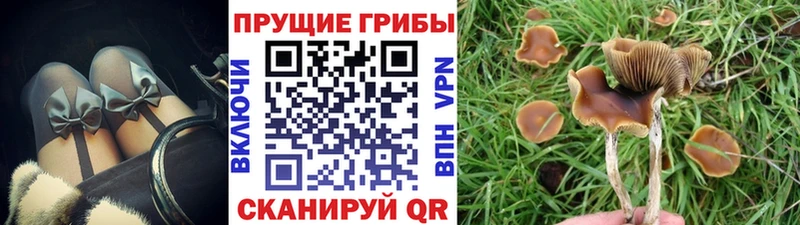 Галлюциногенные грибы Psilocybine cubensis  МЕГА зеркало  Кириши 